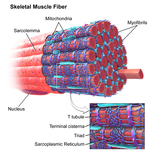 A skeletal muscle fiber; image courtesy of Blausen.com